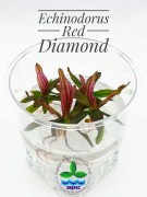 Echinodorus Red Diamond